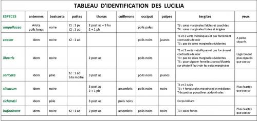 Lucilia divers