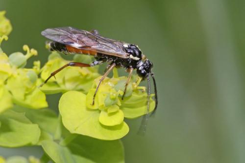 Tenthredopsis stigma