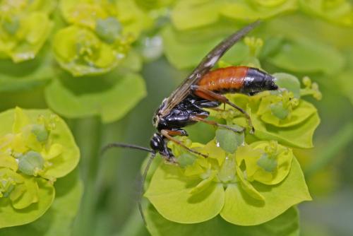Tenthredopsis stigma