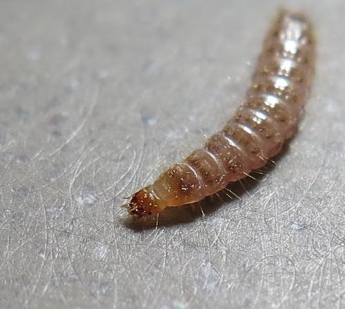 Hypoganus inunctus