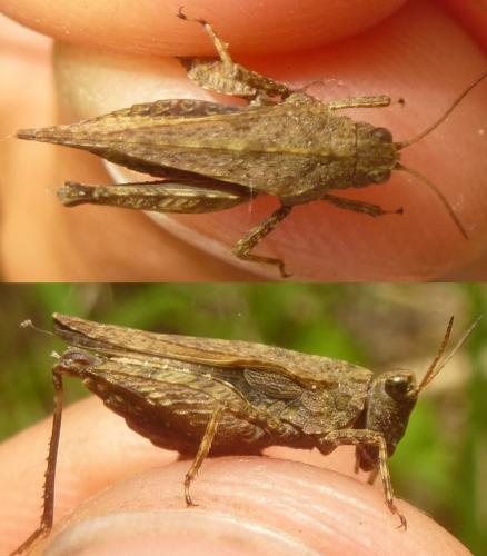Tetrix subulata