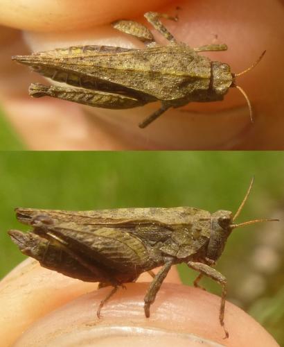 Tetrix subulata