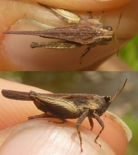 Tetrix sp.
