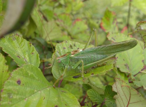 Réf. 154 734 : Tettigonia viridissima