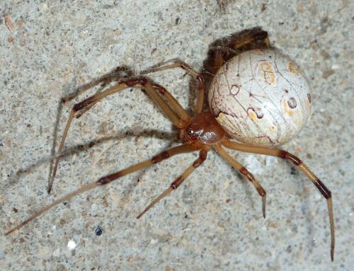 Réf. 154 797 : Latrodectus geometricus