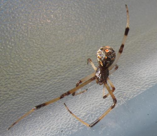 Réf. 154 793 : Latrodectus geometricus
