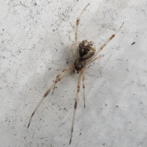 Réf. 154 768 : Latrodectus geometricus