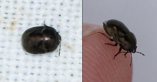 Réf. 154 865 : Thyreocoris scarabaeoides