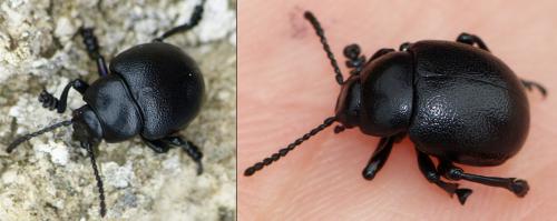 Timarcha goettingensis