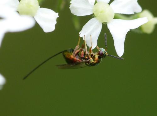 Toryminae