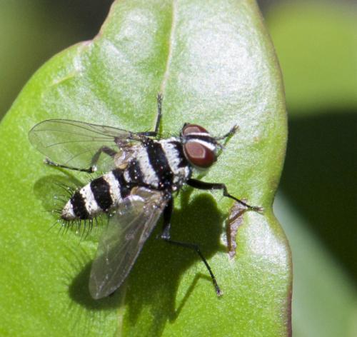 Réf. 154 063 : Trigonospila transvittata