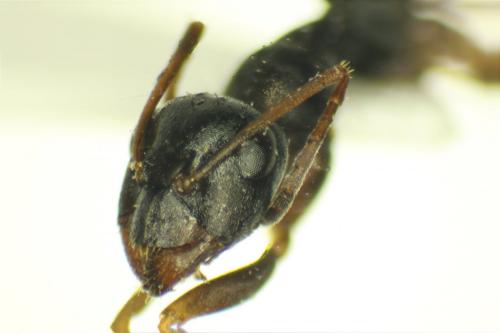 Réf. 154 635 : Formica lemani