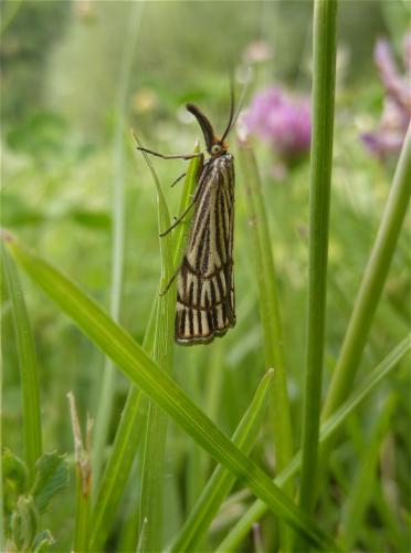 Réf. 154 607 : Chrysocrambus craterella