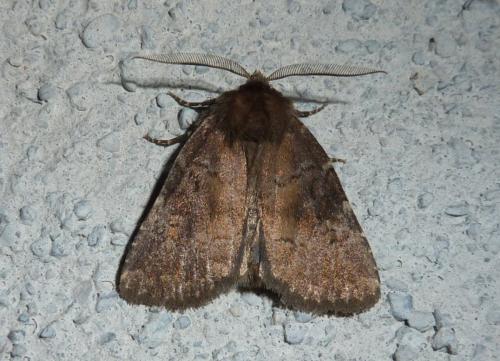 Réf. 154 597 : Charanyca ferruginea