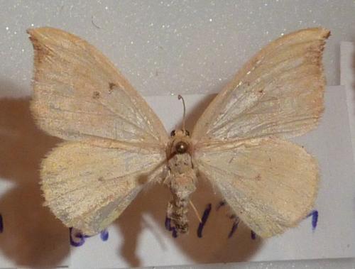 Watsonalla sp.