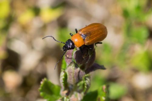 Réf. 154 501 : Zonitis sp.