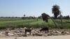 154412 – Photo : Bruno Gattolin – Égypte