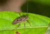 154805 – Photo : D. Martinez – Philippines