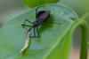 154056 – Photo : D. Martinez – Philippines