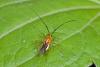 154179 – Photo : D. Martinez – Philippines