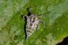 154048 – Photo : D. Martinez – Philippines