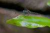 154464 – Photo : D. Martinez – Philippines