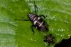 154521 – Photo : D. Martinez – Philippines