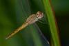 154803 – Photo : D. Martinez – Philippines