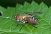 154420 – Photo : D. Martinez – Philippines