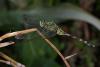 154415 – Photo : D. Martinez – Philippines