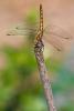 154019 – Photo : Cochet Alain – France (31)