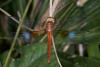 154310 – Photo : D. Martinez – Philippines