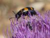 154249 – Photo : Matthieu Gauvain – France (13)