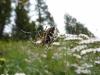 154739 – Photo : Yannick Mourgues – France (05)