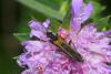 154991 – Photo : Michel Ehrhardt – France (68)