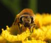 154791 – Photo : Jean-Sébastien Carteron – France (67)