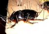 154568 – Photo : Yannick Mourgues – Paraguay