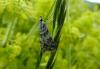 154701 – Photo : Chen – France (60)
