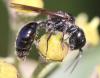 154549 – Photo : Jean-Sébastien Carteron – France (67)