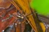 154344 – Photo : D. Martinez – Philippines