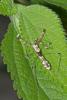 154050 – Photo : D. Martinez – Philippines