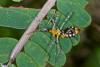 154049 – Photo : D. Martinez – Philippines