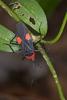 154345 – Photo : D. Martinez – Philippines