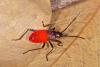 154416 – Photo : D. Martinez – Philippines