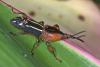 154350 – Photo : D. Martinez – Philippines