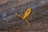 154522 – Photo : D. Martinez – Philippines