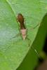 154178 – Photo : D. Martinez – Philippines