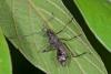 154097 – Photo : D. Martinez – Philippines
