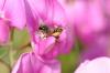 154827 – Photo : Christian Diemert – France (56)