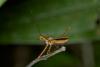 154463 – Photo : D. Martinez – Philippines